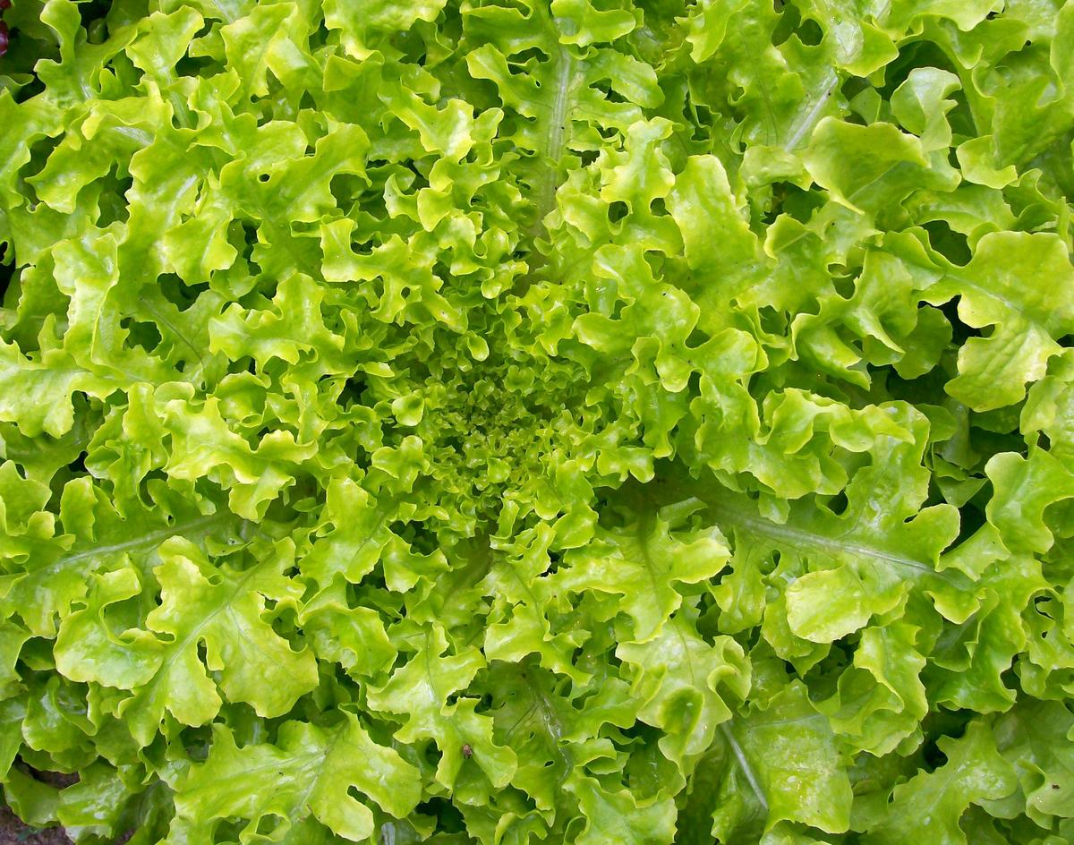 Salad Bowl Looseleaf Lettuce