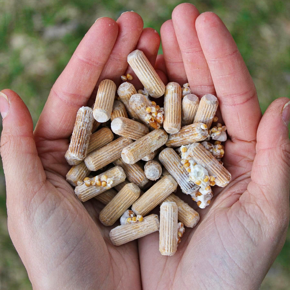 Organic Chestnut Mushroom Log Kit