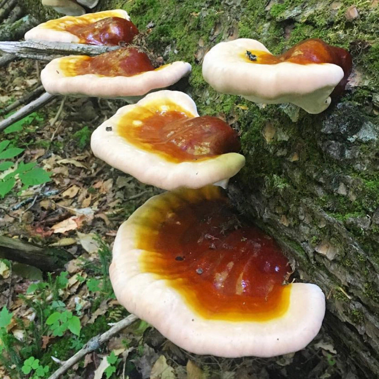 Organic Hemlock Reishi Mushroom Log Kit