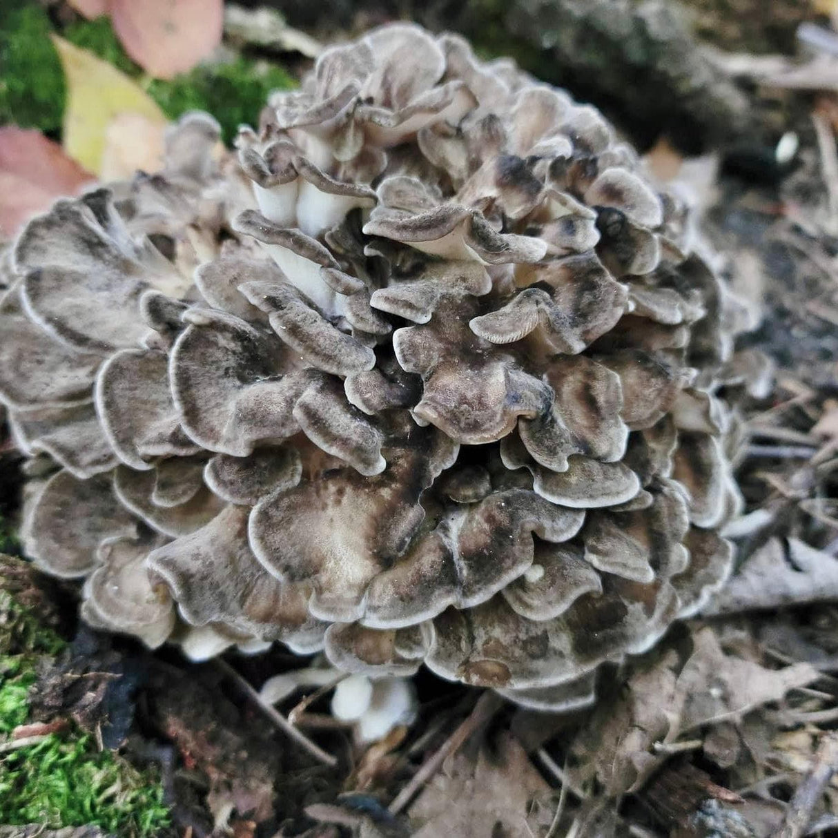 Organic Hen of the Woods (Maitake) Mushroom Log Kit