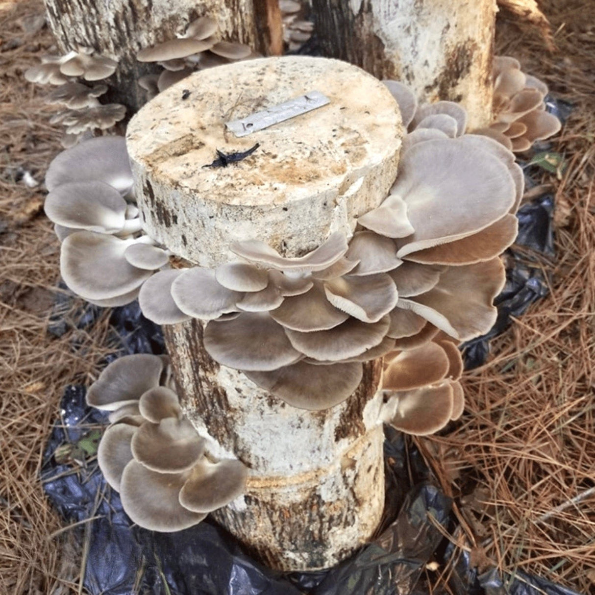Organic Italian Oyster Mushroom Log Kit