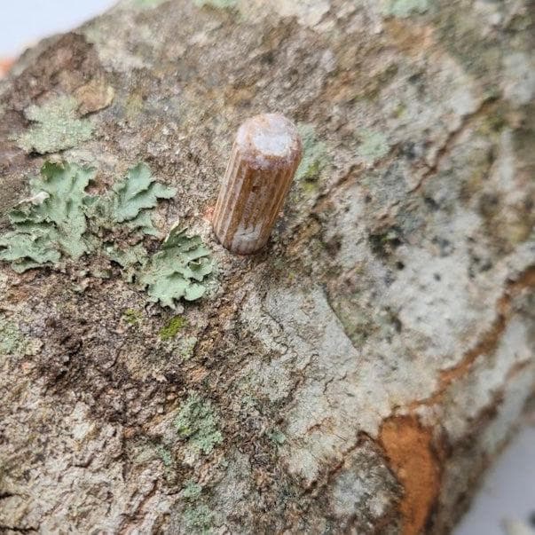 Organic Red Reishi Mushroom Log Kit