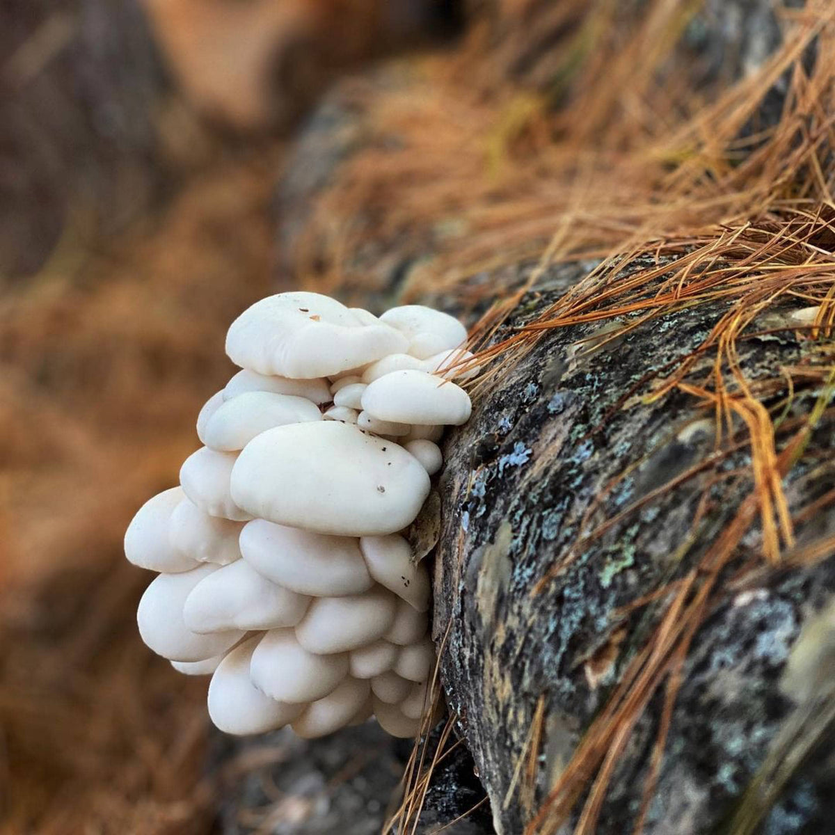 Sawdust Spawn Complete Mushroom Log Kit