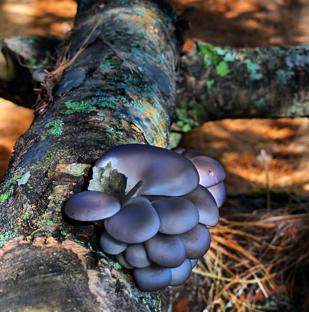 Sawdust Spawn Complete Mushroom Log Kit