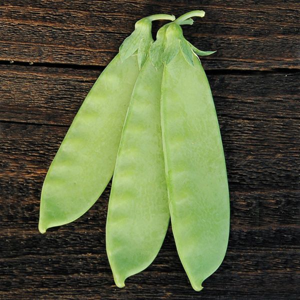 Mammoth Melting Snow Pea