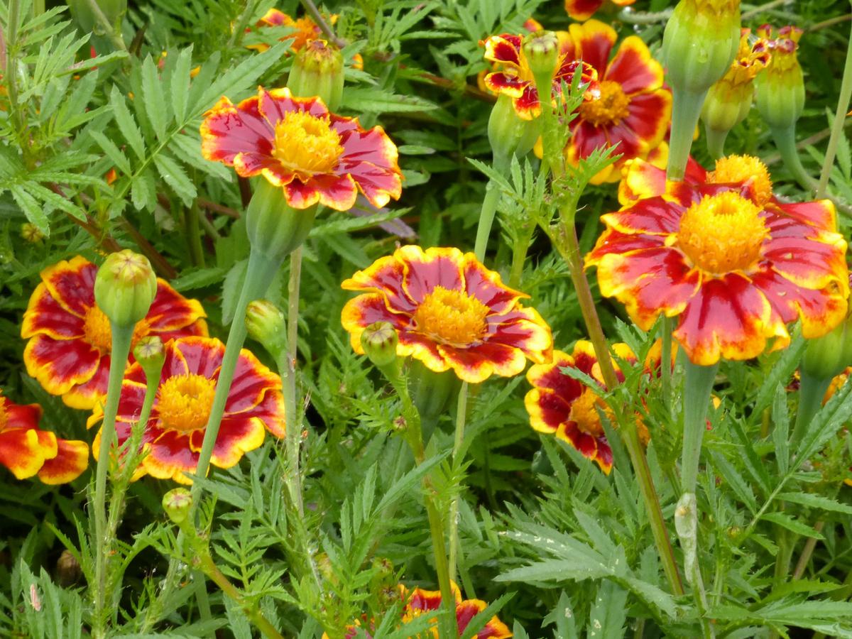 Marigold, Frances's Choice