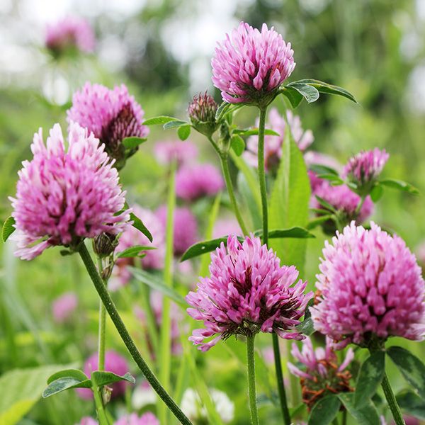Medium Red Clover