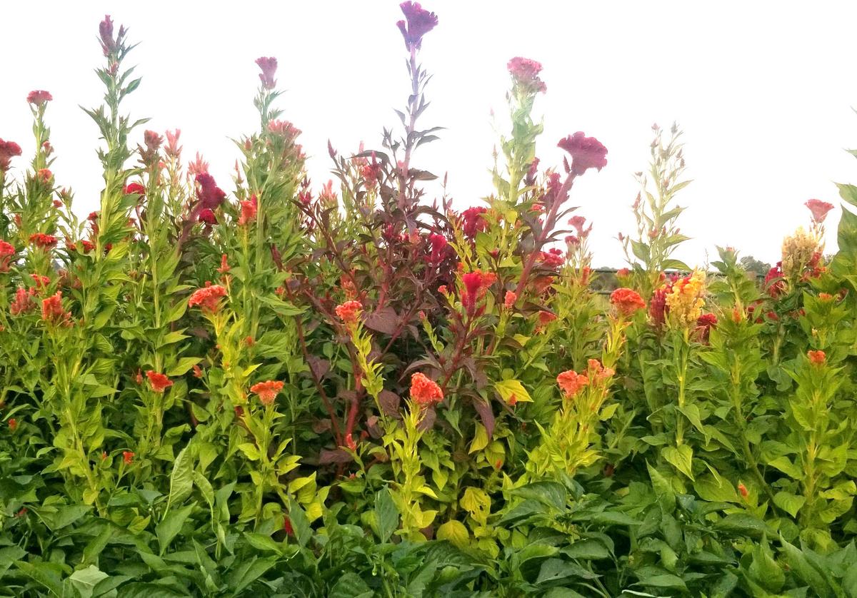 Celosia, Tall Menagerie Mix