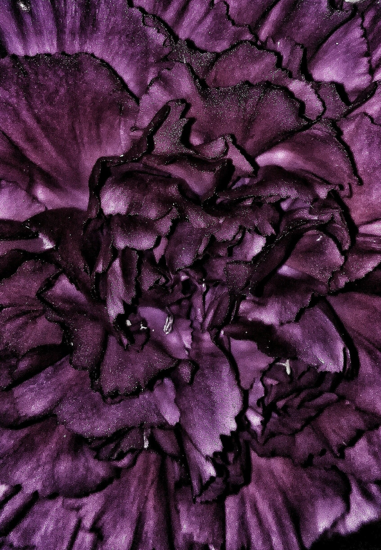 50 BLACK CARNATION King of Blacks Dianthus Caryophyllus Grenadin Double Flower Seeds
