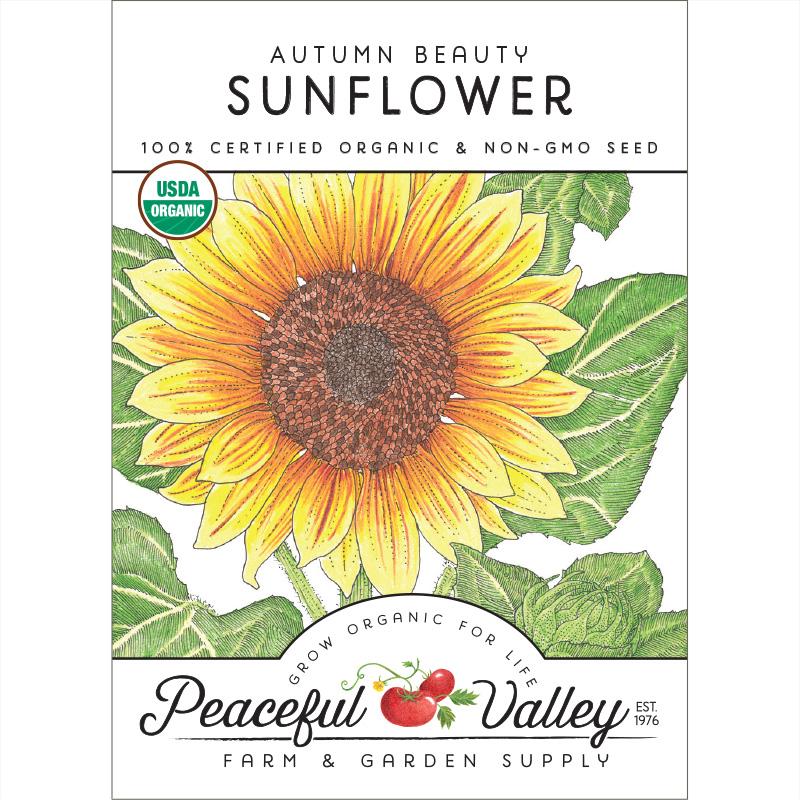 Organic Sunflower, Autumn Beauty (pack)