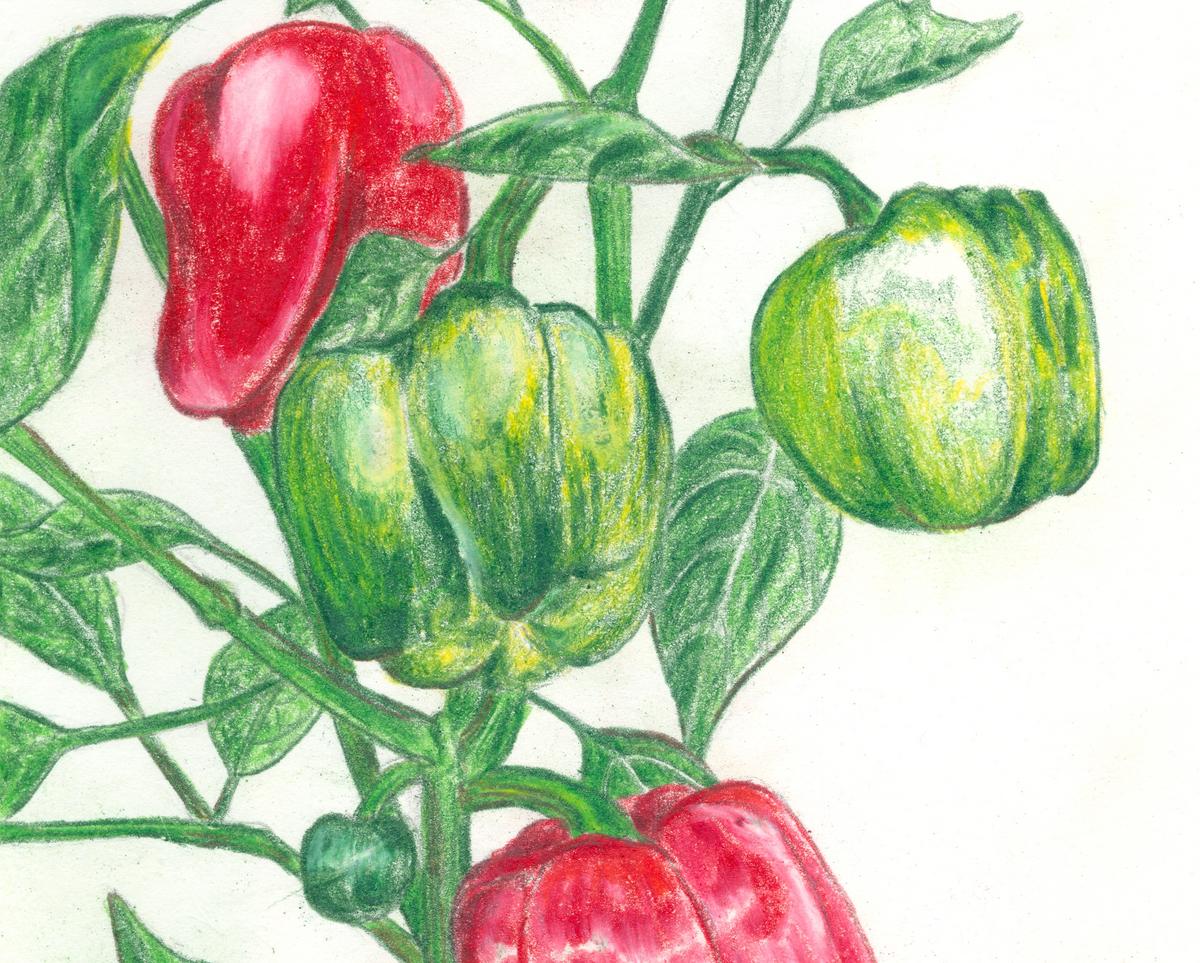 California Wonder Sweet Bell Pepper