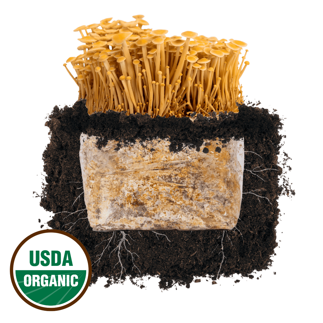 Golden Enoki 'Plant & Grow' Mushroom Starter Block