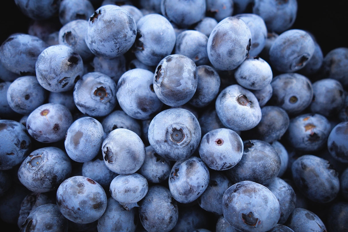 50 SOUTHERN HIGHBUSH BLUEBERRY Pre-Stratified Vaccinium Corymbosum Blue Berry Fruit Bush Shrub Seeds