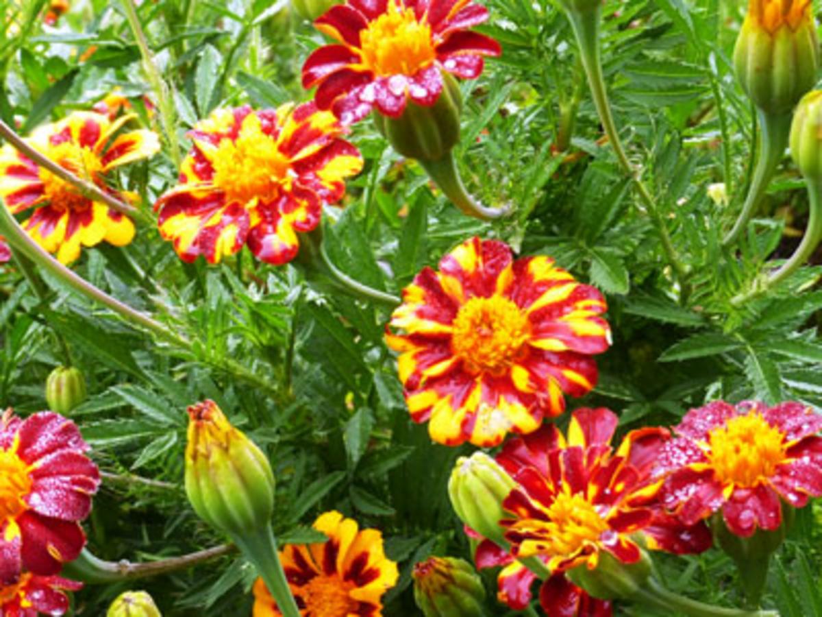 Marigold, Red Metamorph