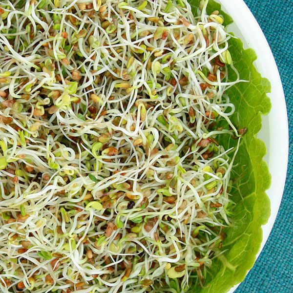 Sandwich Booster Mix Sprouting