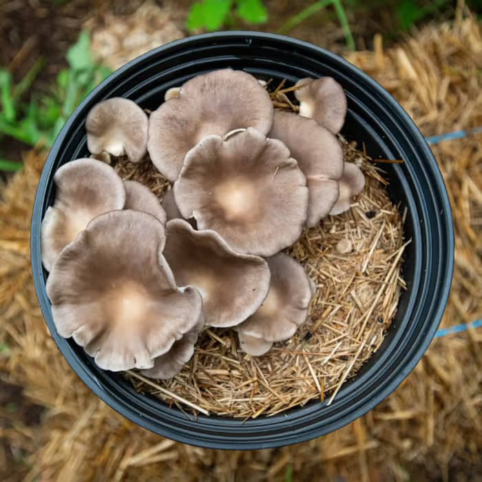MycoStraw