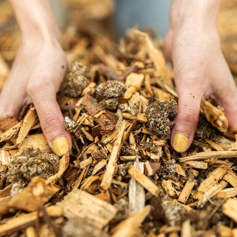 Organic Hen of the Woods (Maitake) Mushroom Sawdust Spawn