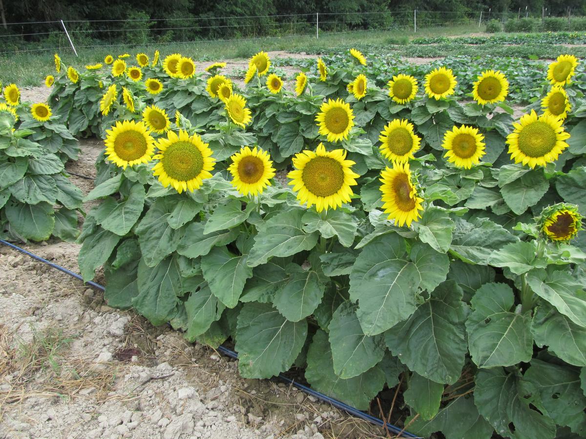 Short Stuff Dwarf Sunflower