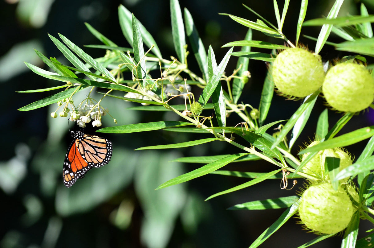 10 BALLOON MILKWEED Hairy Balls Butterfly Weed Asclepias Gomphocarpus Physocarpus Monarch Flower Seeds