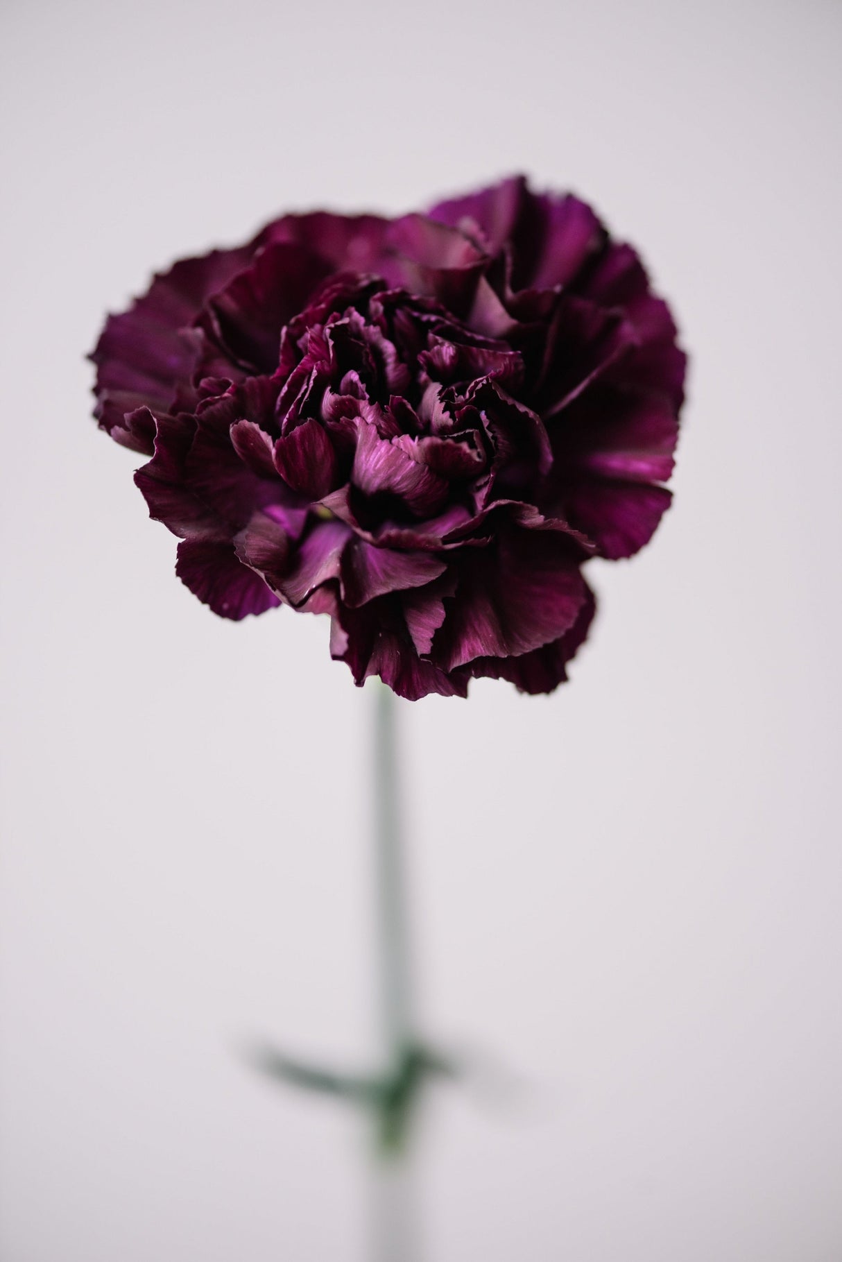 50 BLACK CARNATION King of Blacks Dianthus Caryophyllus Grenadin Double Flower Seeds