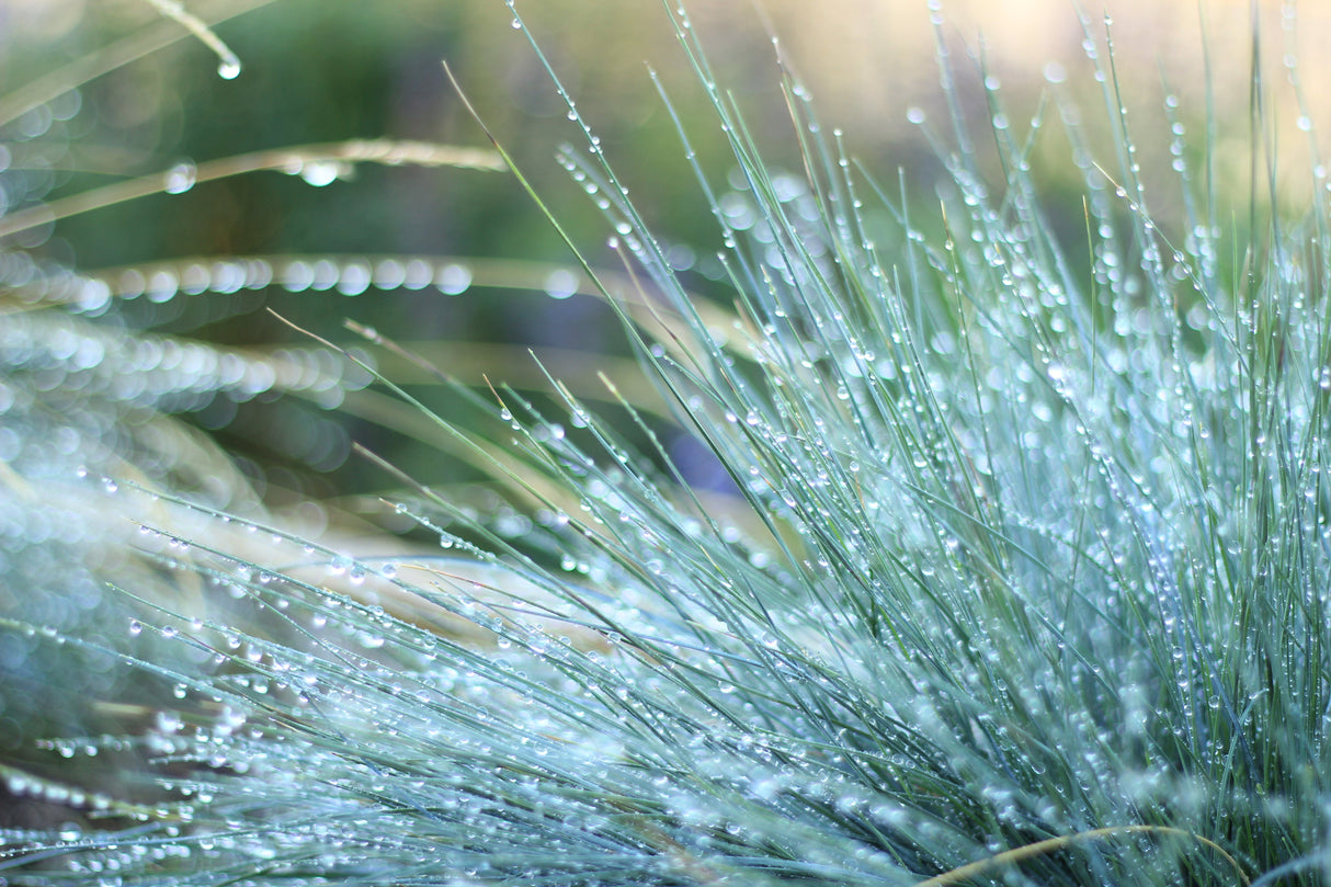 100 BLUE Sheeps FESCUE GRASS Festuca Ovina Glauca Cinerea Seeds