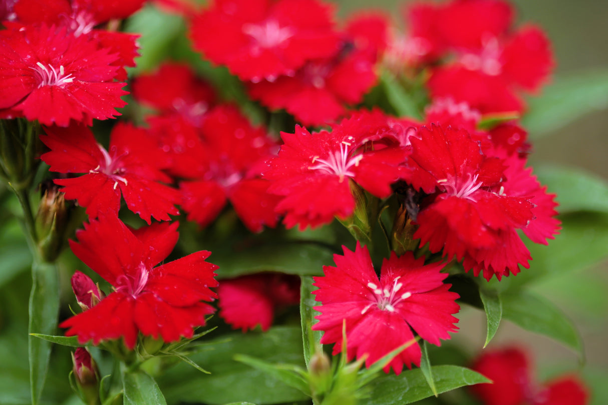 100 RED CARDINAL DIANTHUS Deltoides Flower Seeds