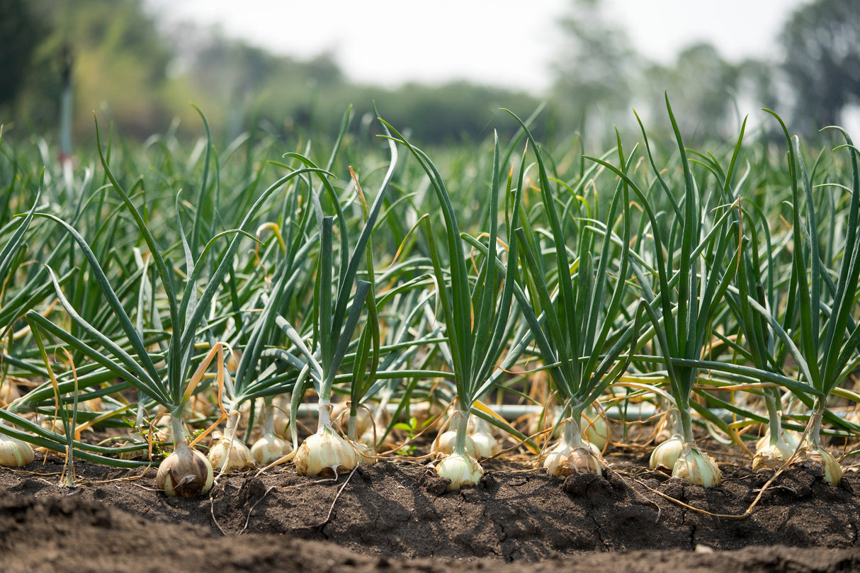 500 Sweet WHITE SPANISH ONION Allium Cepa Vegetable Seeds