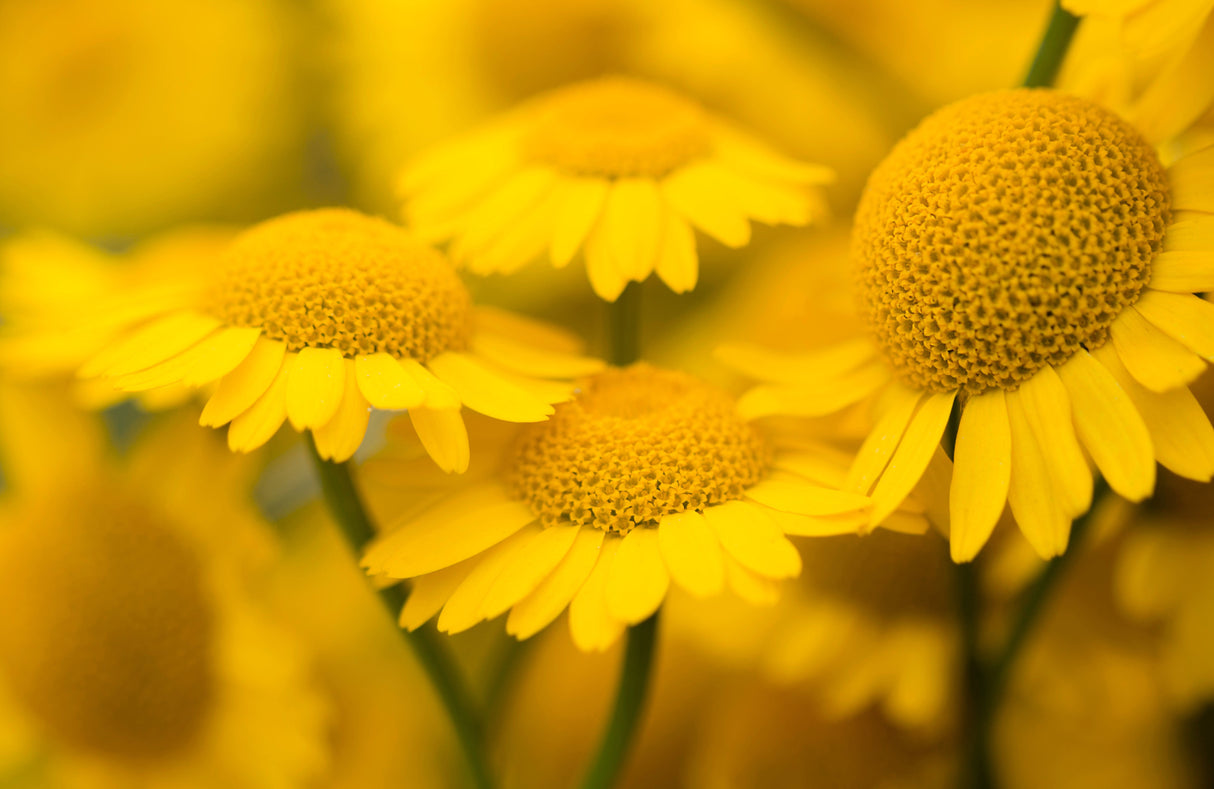 250 GOLDEN MARGUERITE DAISY Dyer's Yellow Chamomile Anthemis Tinctoria Kelwayi Cota Tinctoria Paris Daisy Herb Flower Seeds
