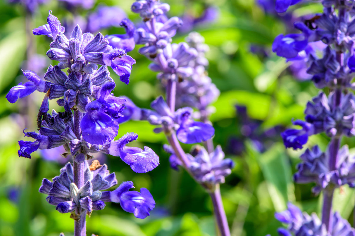 500 BLUE BEDDER SAGE Salvia Farinacea Flower Seeds