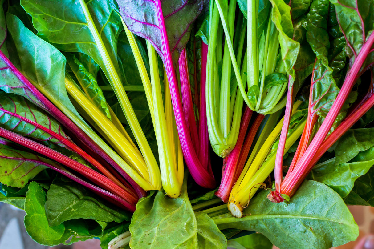 150 Mixed Colors NORTHERN LIGHTS SWISS CHARD (Perpetual Spinach) Beta Vulgaris Cicla Vegetable Seeds