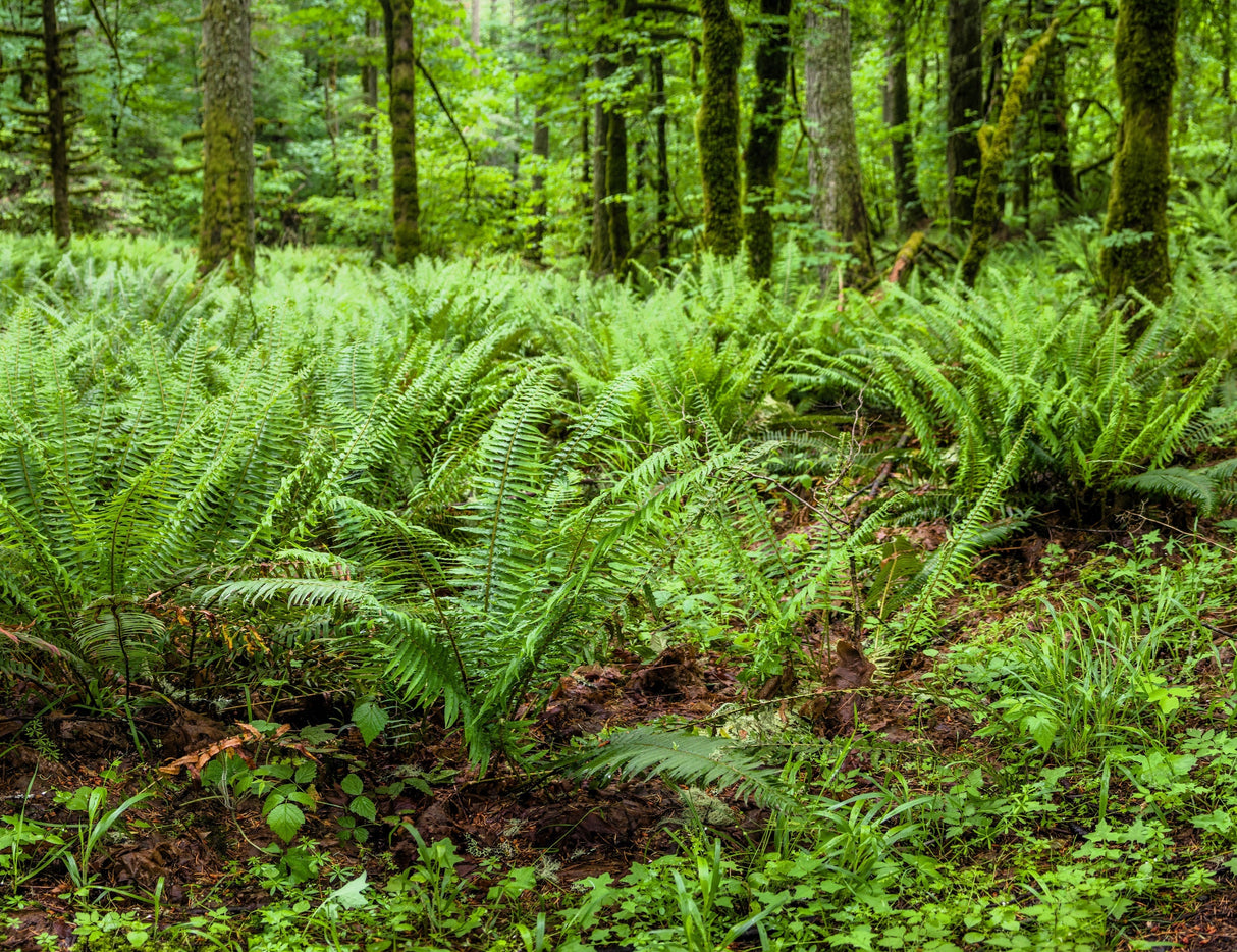 1500 Western SWORD FERN Giant Holly Swordfern Polystichum Munitum Aspidium Solitarium Spores Seeds