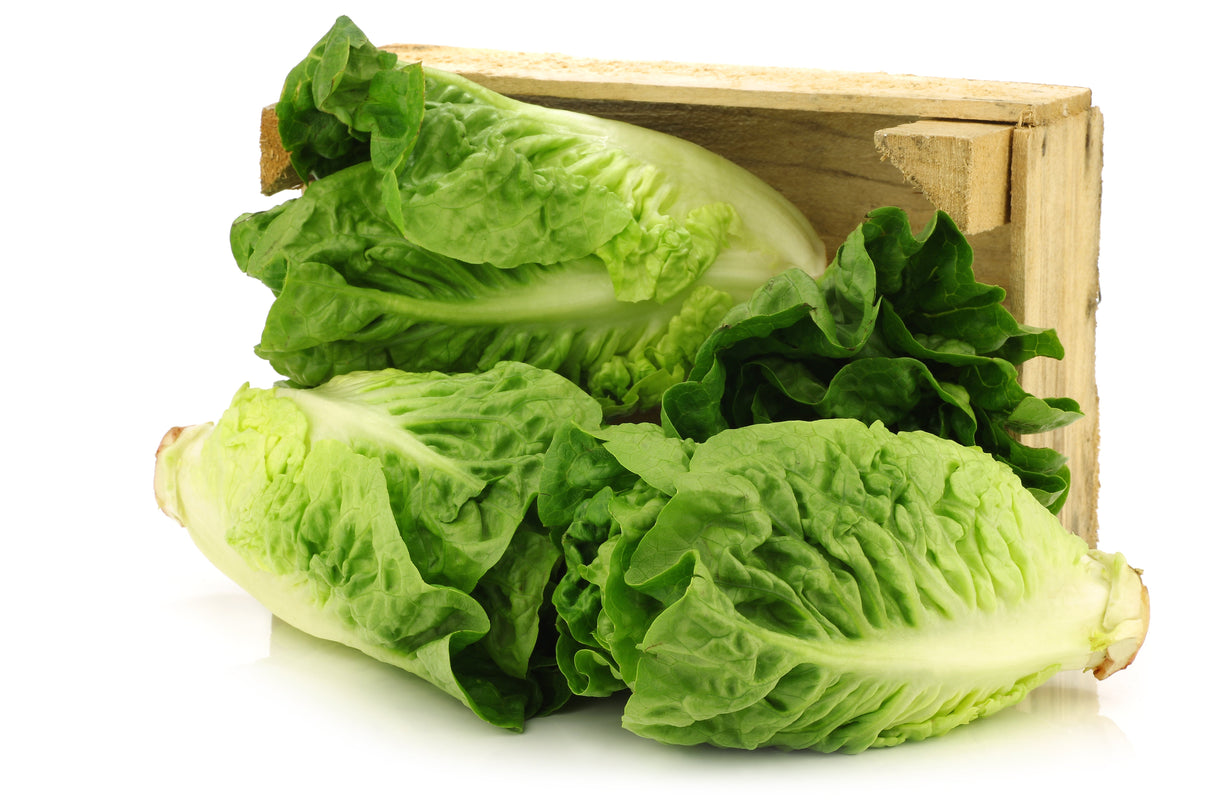 3000 LITTLE GEM LETTUCE Small Romaine Butterhead Lactuca Sativa Vegetable Seeds