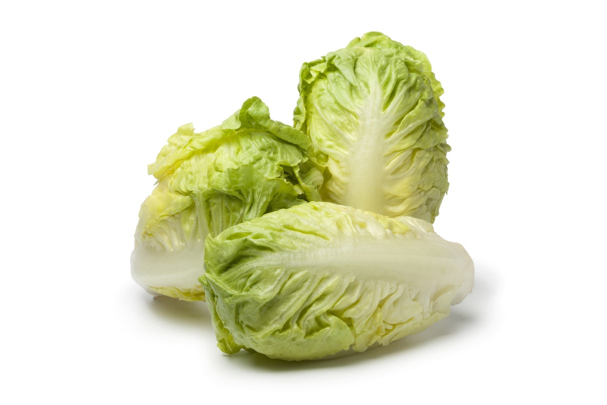3000 LITTLE GEM LETTUCE Small Romaine Butterhead Lactuca Sativa Vegetable Seeds