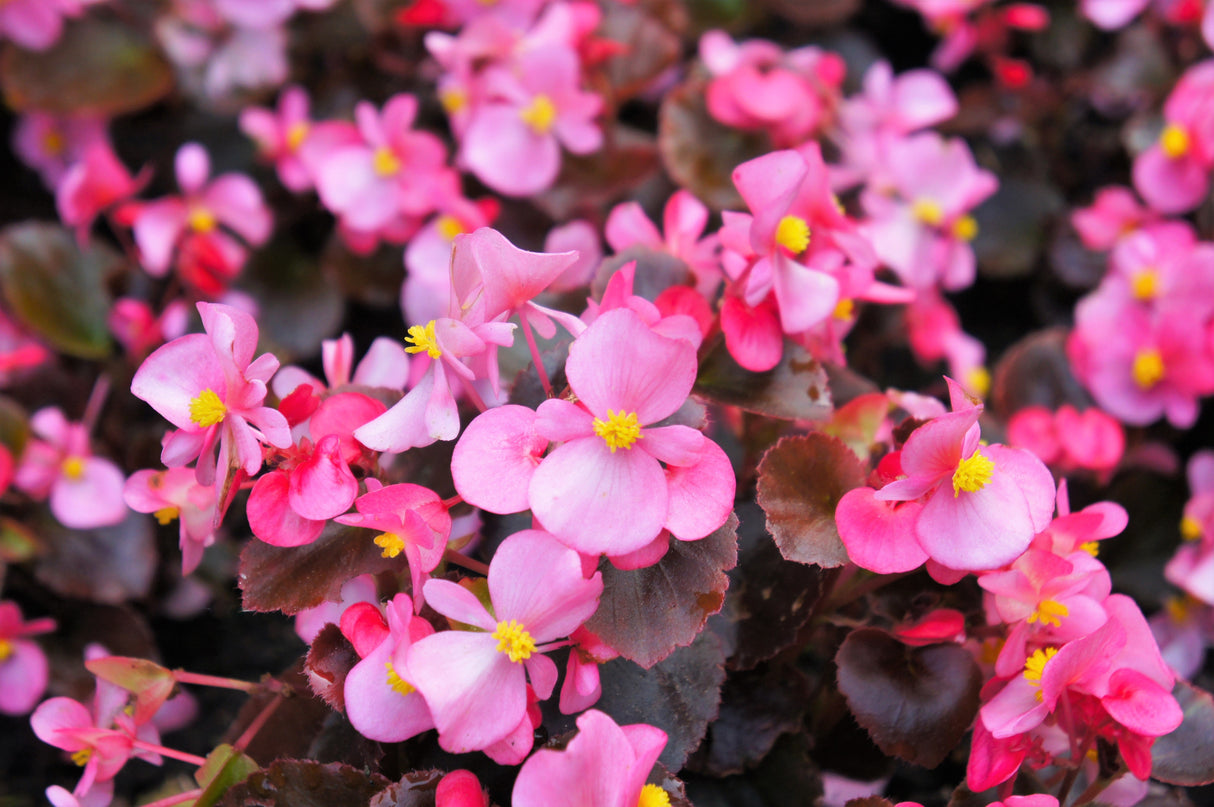 25 WAX MIXED BEGONIA Semperflorens Fibrous Mixed Colors Red Pink White Two Tone Shade Flower Seeds