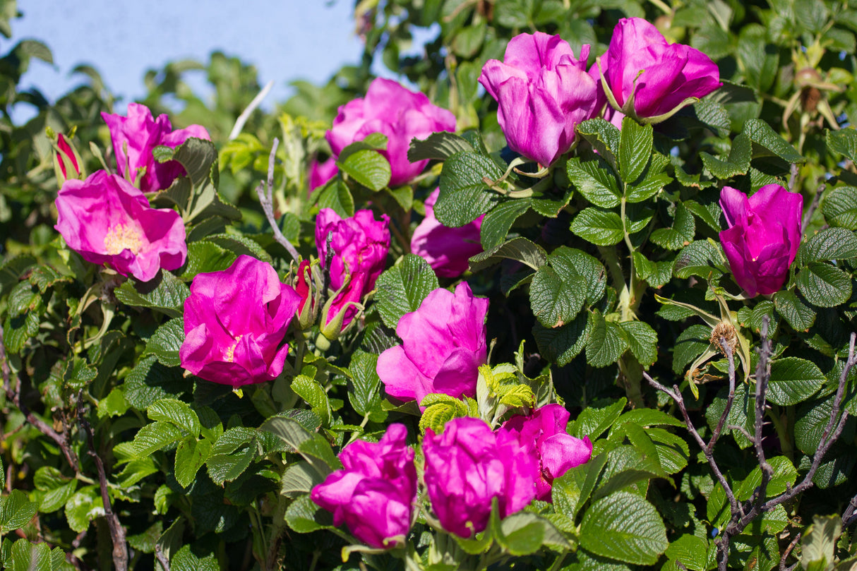 30 JAPANESE RED ROSE Bush Rosa Rugosa Rubra Rugrose Fragrant Flower Seeds