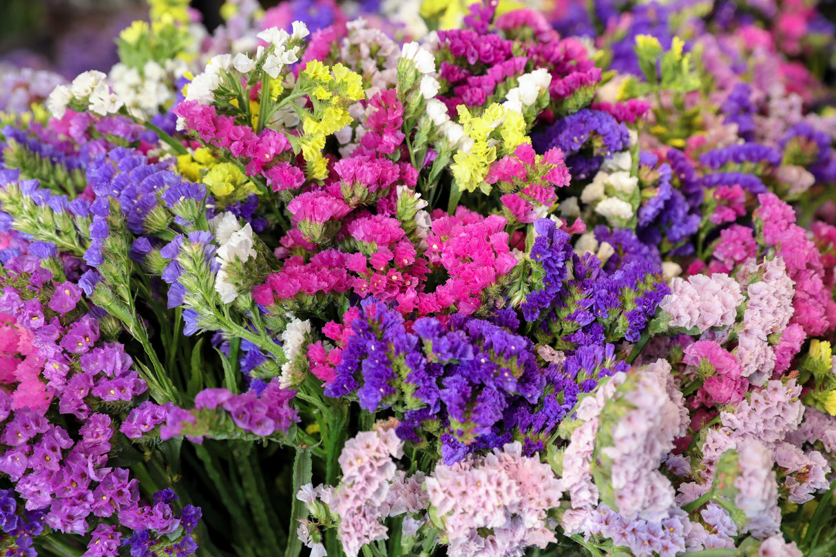 50 Pacific Mix STATICE (Sea Lavender) Mixed Colors Limonium Sinuatum Flower Seeds