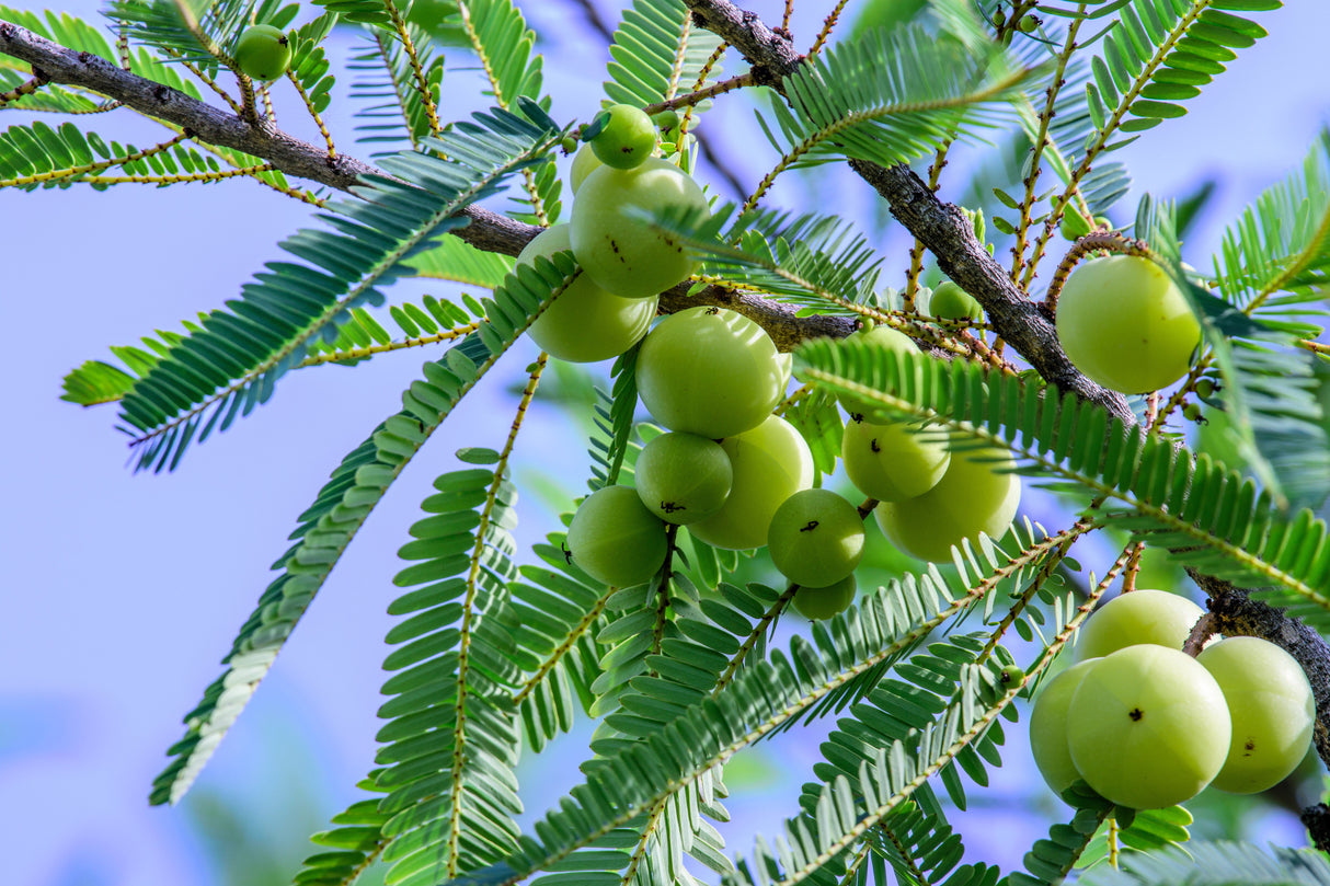 10 INDIAN GOOSEBERRY Phyllanthus Emblica Emblic Edible Fruit Tree Seeds