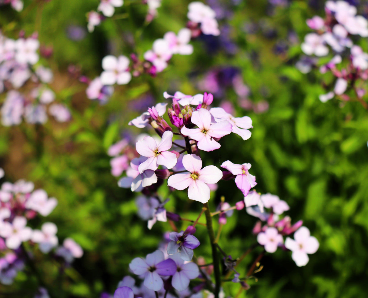 1000 EVENING (night) SCENTED STOCK Matthiola Longipetala Bicornis Flower Seeds