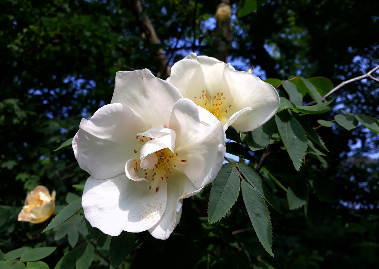10 WHITE JAPANESE ROSE Rosa Rugosa Alba Bush Rugosa Rose Flower Seeds