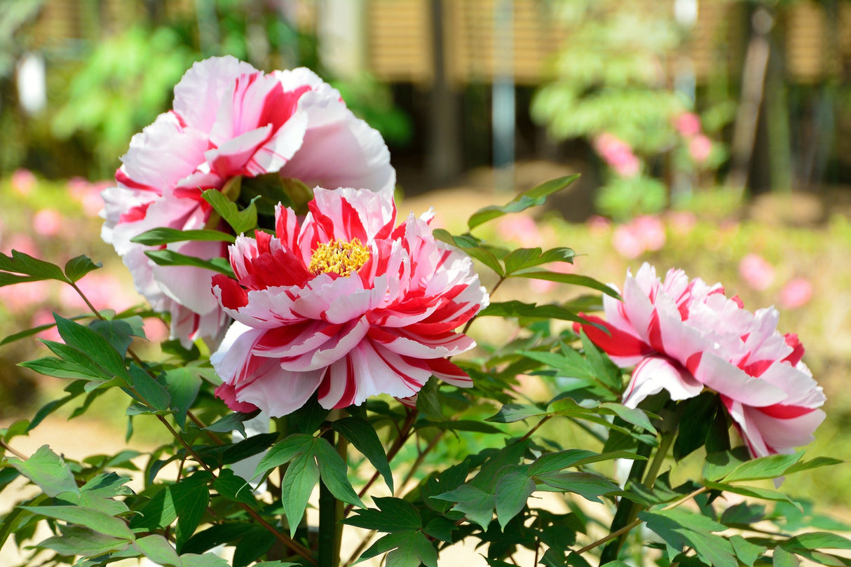 10 TREE PEONY Mountain Paeony Paeonia Suffruticosa Arborea Mixed Colors Red Pink White Purple Yellow Bicolor Flower Shrub Seeds