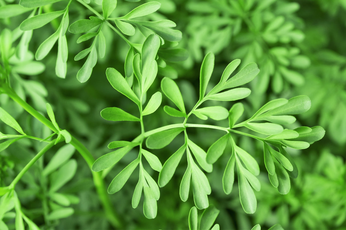 50 YELLOW RUE Herb of Grace Common Ruta Graveolens Fragrant Evergreen Flower Seeds