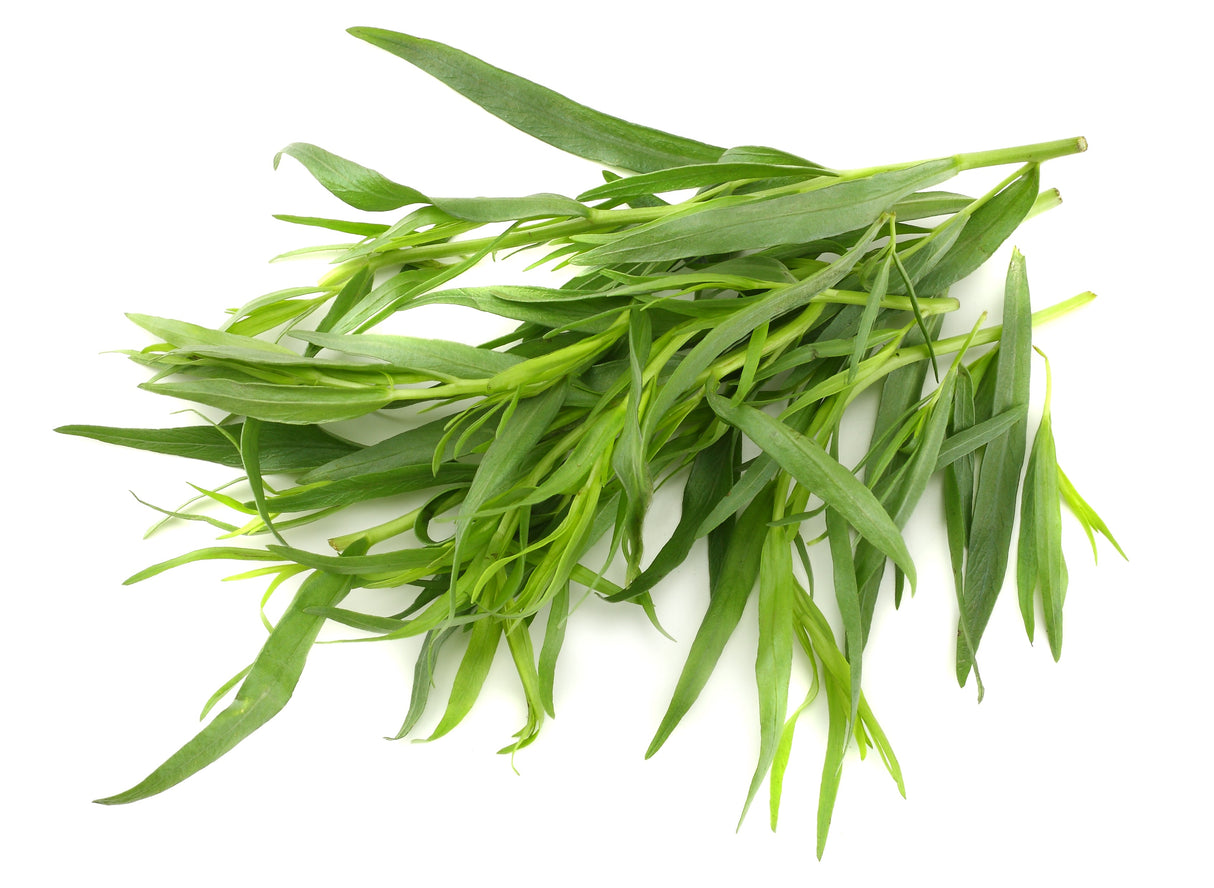 100 TARRAGON - Kitchen / Common / Dragons Wort - Artemisia Dracunculus Flower Culinary Herb Seeds
