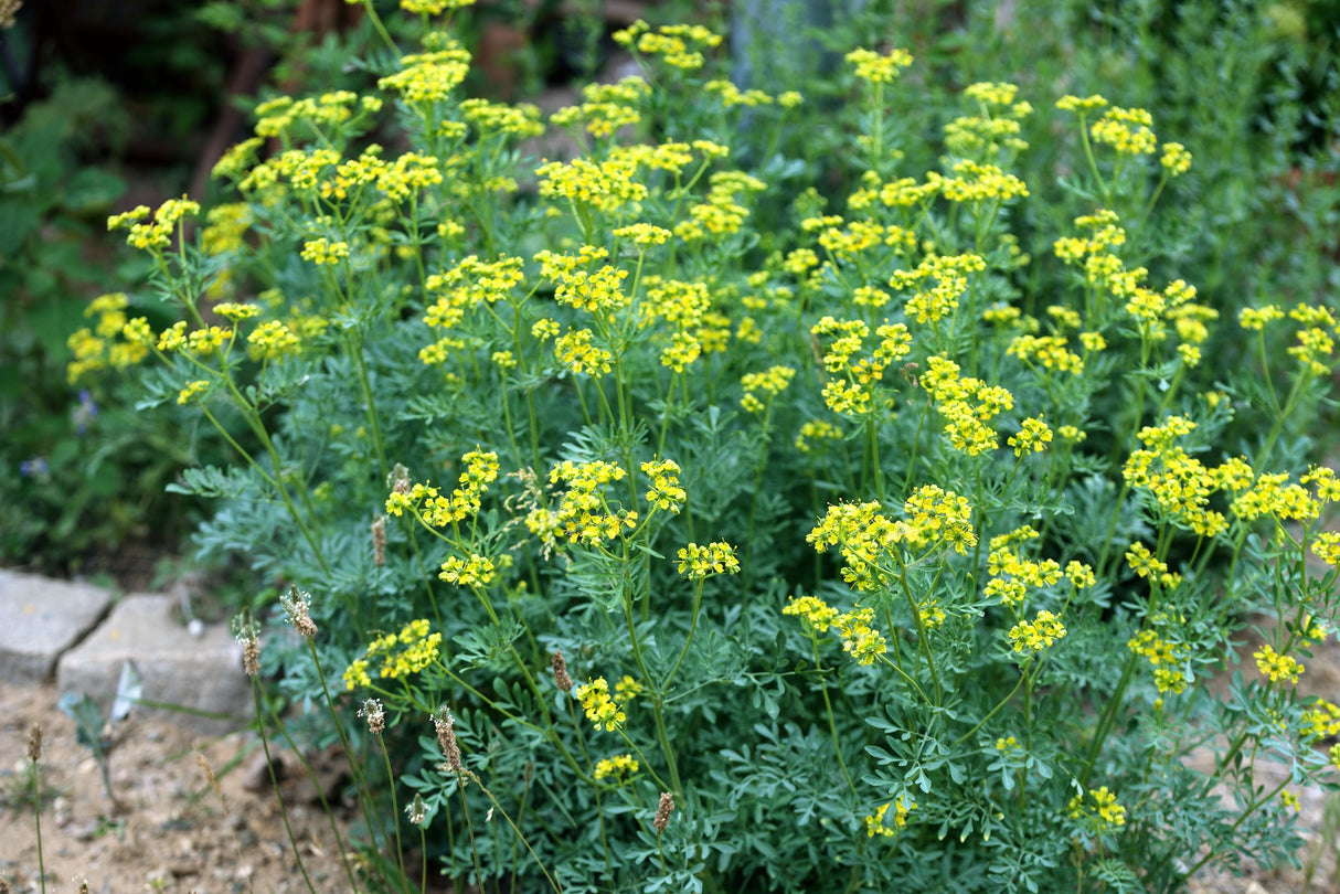 50 YELLOW RUE Herb of Grace Common Ruta Graveolens Fragrant Evergreen Flower Seeds