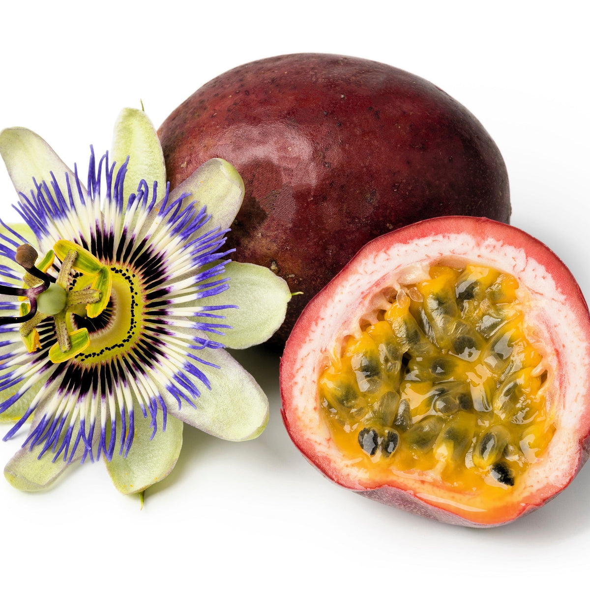 Passiflora Edulis Purple Granadilla