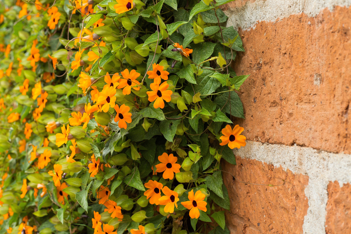 30 BLACK Eyed SUSAN VINE Thunbergia Alata Orange Yellow Black Flower Seeds