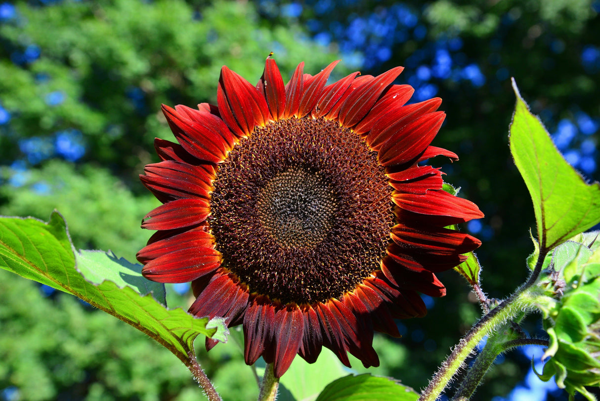 25 RED SUN SUNFLOWER Helianthus Annuus Flower Seeds