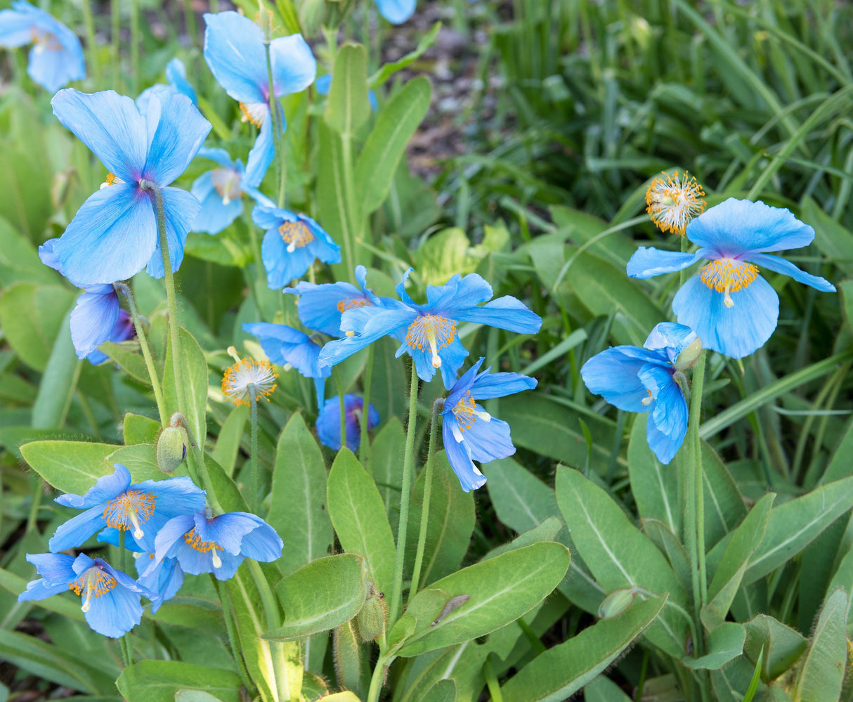 10 BLUE HIMALAYAN POPPY Tibetan Meconopsis Betonicifolia Flower Seeds