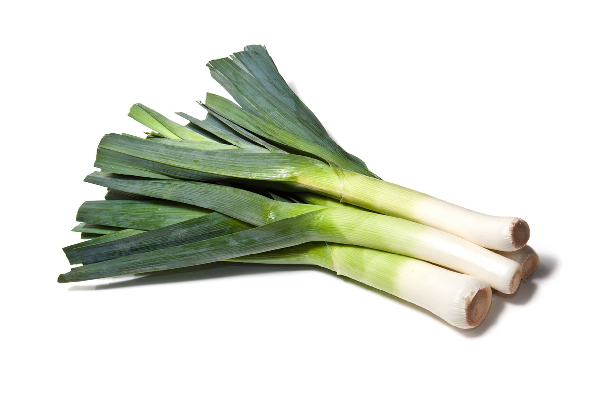 800 AMERICAN FLAG LEEK (Large Leek) Allium Porrum Vegetable Seeds