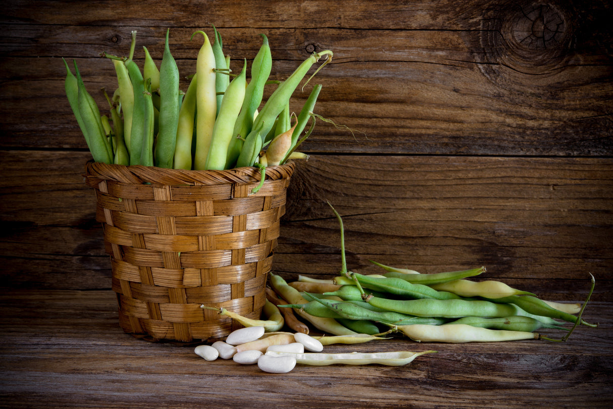 30 CANNELLINI BEAN Seeds White Italian Kidney Phaseolus Vulgaris Vegetable Seeds