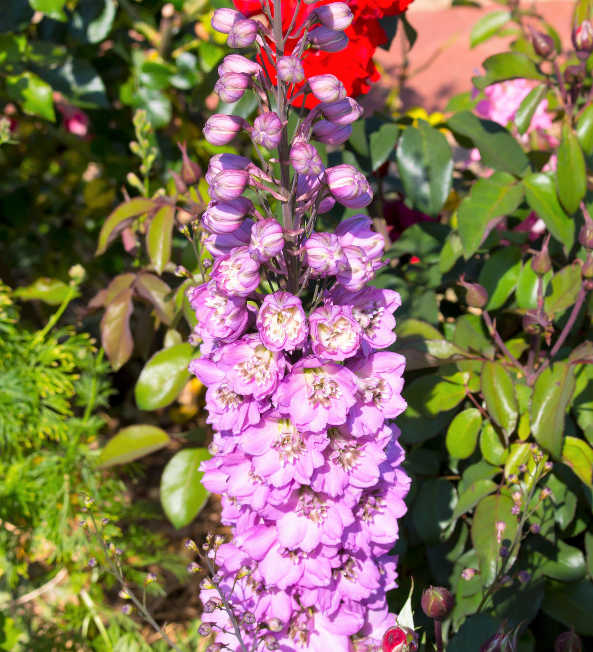 100 ROCKET LARKSPUR DELPHINIUM Consolida Giant Imperial Mixed Colors Flower Seeds